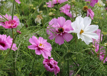 Ősszel is virágosodik a város