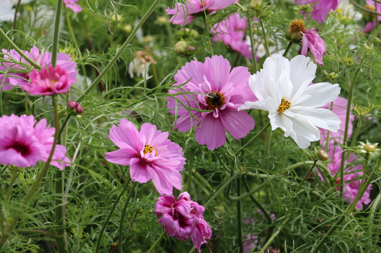 Ősszel is virágosodik a város