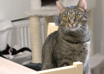 Ivartalanítással segítenek a nem kívánt macskaszaporulat ellen – videóval
