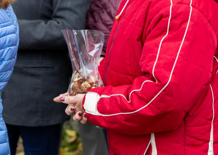 A Munkácsy lett Vác legvirágosabb utcája – galériával