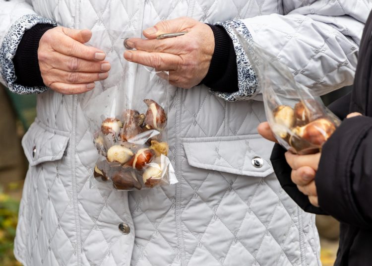 A Munkácsy lett Vác legvirágosabb utcája – galériával