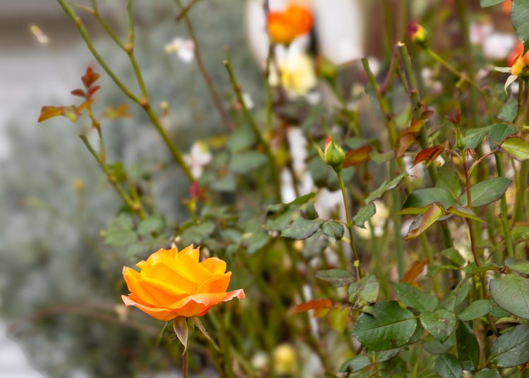 A Munkácsy lett Vác legvirágosabb utcája – galériával