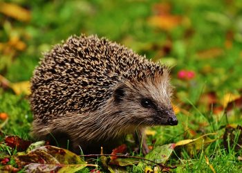 Több tízezer forintba és a sünök életébe is kerülhet az avarégetés