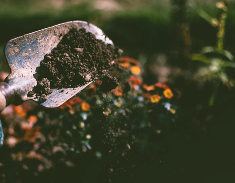 Újabb vérszilvákat ültettek ki a Törökhegyi úton – videóval