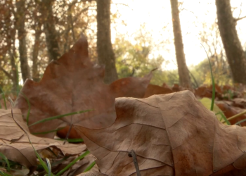 A szakértők a komposztálást ajánlják az avarégetés helyett