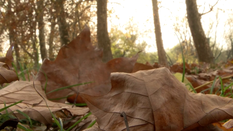 A szakértők a komposztálást ajánlják az avarégetés helyett