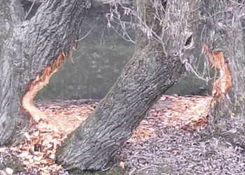 Nagy munkában vannak a hódok Vácon