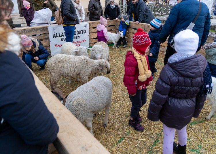 Galéria az állatsimogatóról, a Komédiás Kompánia előadásáról és a fényfestésről