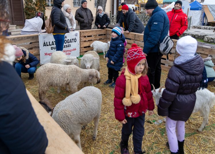 Galéria az állatsimogatóról, a Komédiás Kompánia előadásáról és a fényfestésről