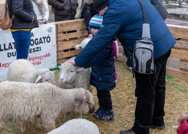 Galéria az állatsimogatóról, a Komédiás Kompánia előadásáról és a fényfestésről