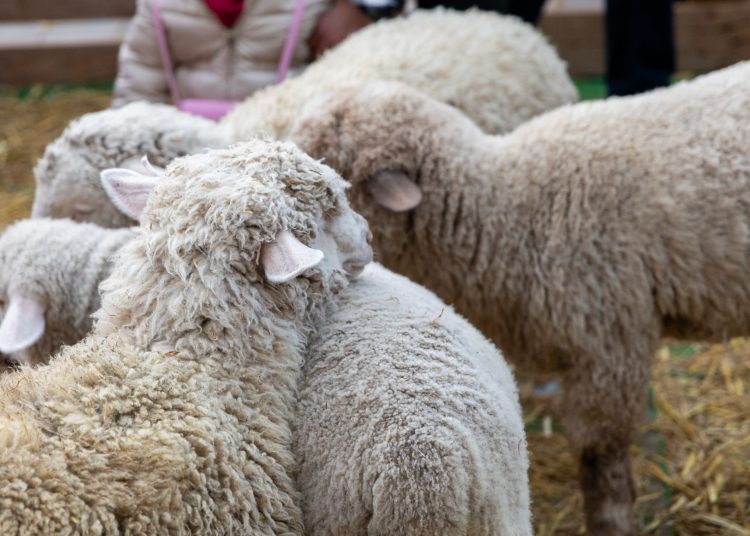Galéria az állatsimogatóról, a Komédiás Kompánia előadásáról és a fényfestésről
