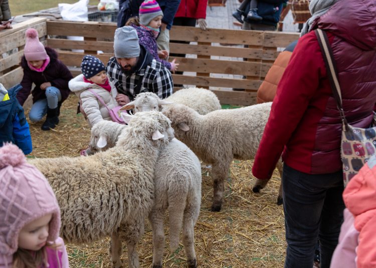 Galéria az állatsimogatóról, a Komédiás Kompánia előadásáról és a fényfestésről