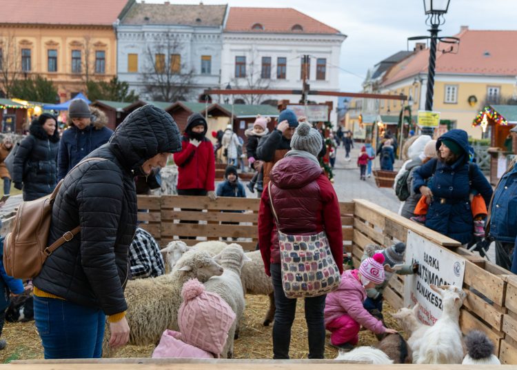 Galéria az állatsimogatóról, a Komédiás Kompánia előadásáról és a fényfestésről