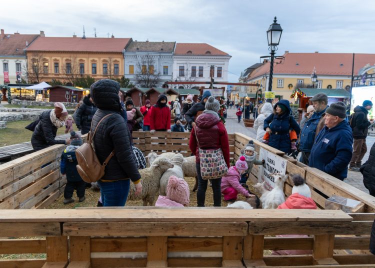Galéria az állatsimogatóról, a Komédiás Kompánia előadásáról és a fényfestésről