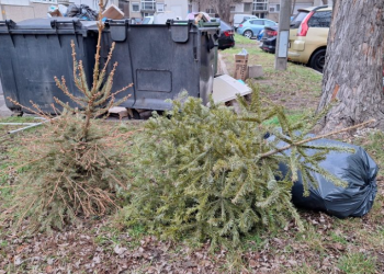 Ma szállítják el a karácsonyfákat, legközelebb csak március 10-én