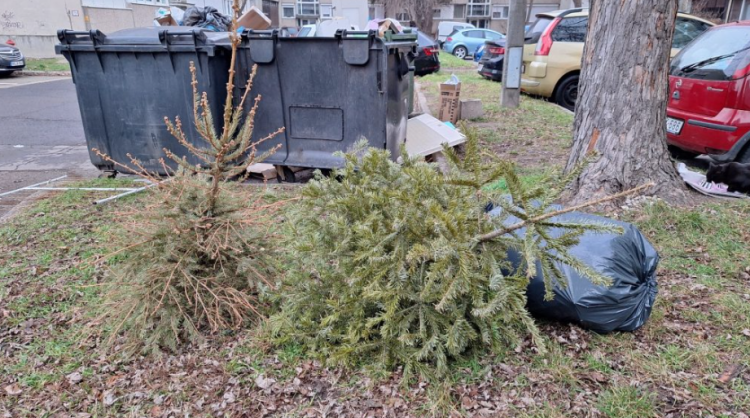Ma szállítják el a karácsonyfákat, legközelebb csak március 10-én