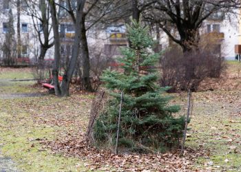 Január 27-én viszi el utoljára a fenyőket a hulladékkezelő – videó