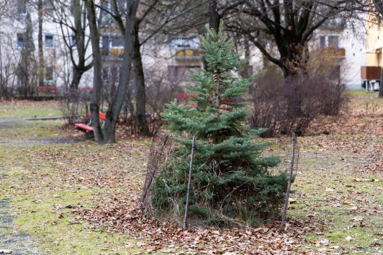 Január 27-én viszi el utoljára a fenyőket a hulladékkezelő – videó