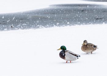 Hólepel borította be Vácot – galéria