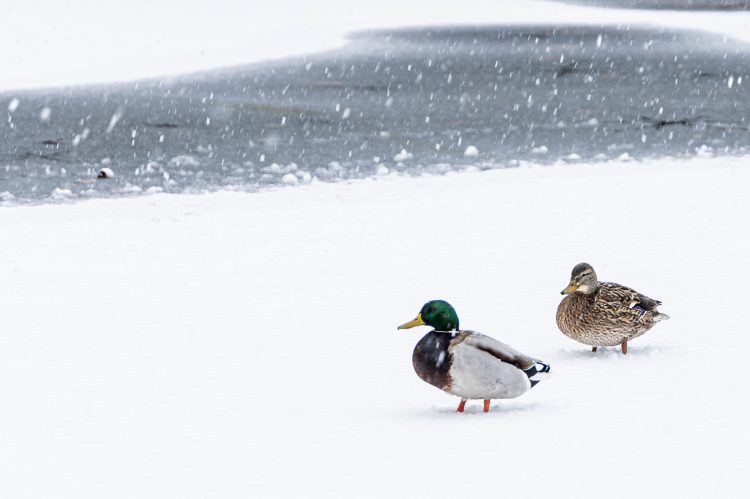 Hólepel borította be Vácot – galéria