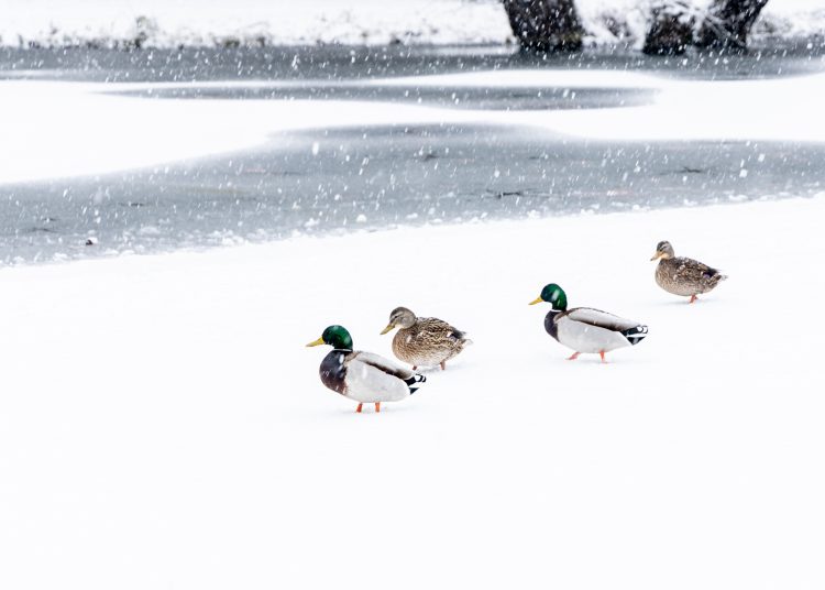 Hólepel borította be Vácot – galéria