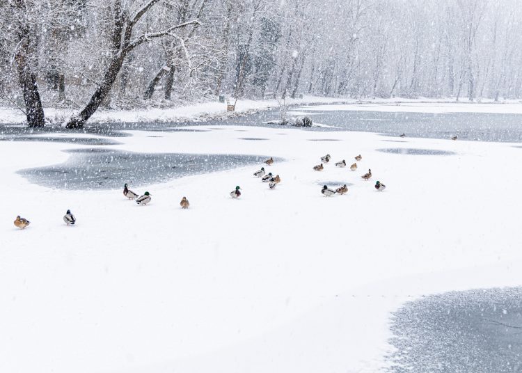 Hólepel borította be Vácot – galéria