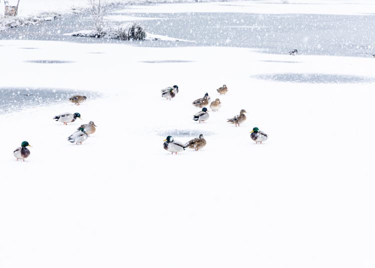 Hólepel borította be Vácot – galéria