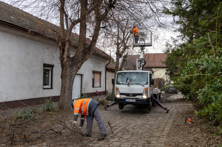 A Városfejlesztő már megkezdte a télvégi fametszést – videó