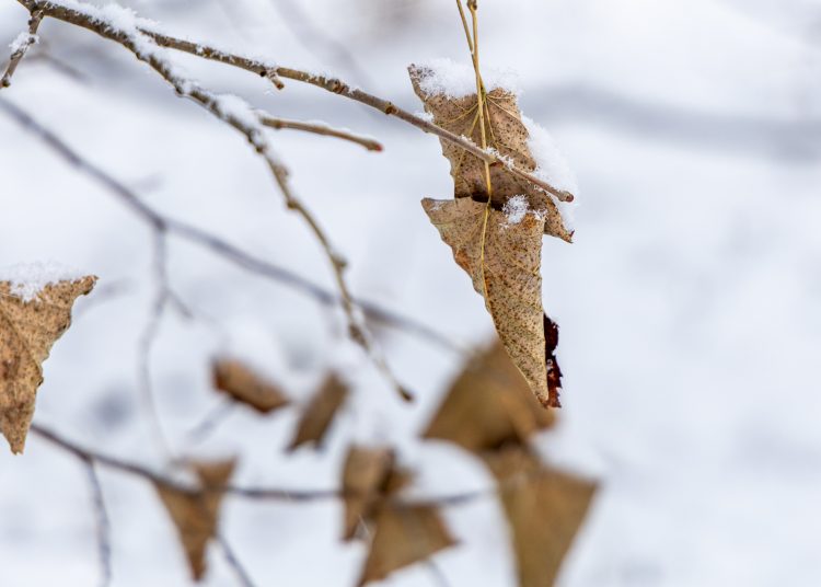 Hólepel borította be Vácot – galéria