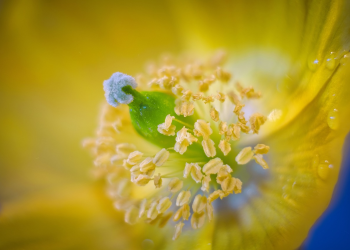 Már most startolhat az idei pollenszezon