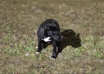 Csörögből vonatozott egy kutya Vácra – keresik a gazdáját