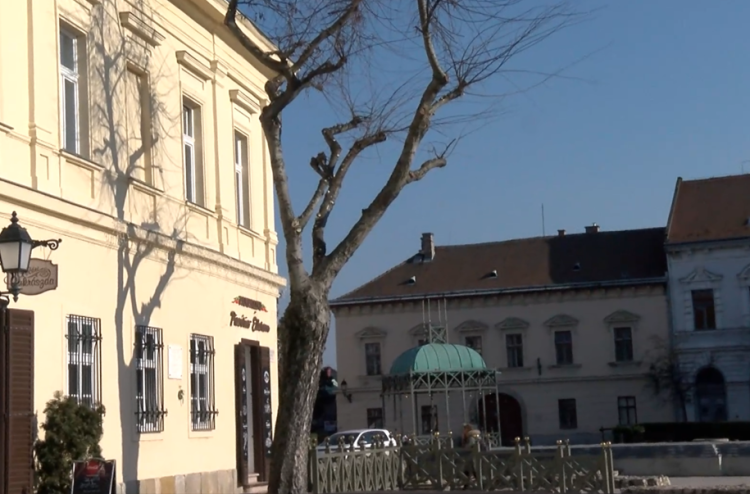 Huszonhét fát gallyaznak le a főtéren