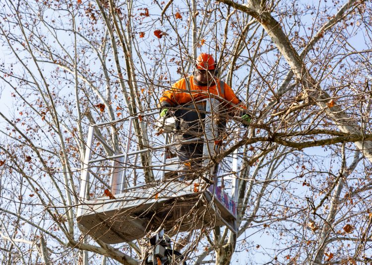 Megkezdték a deákvári platánfasor visszametszését – galéria és videó