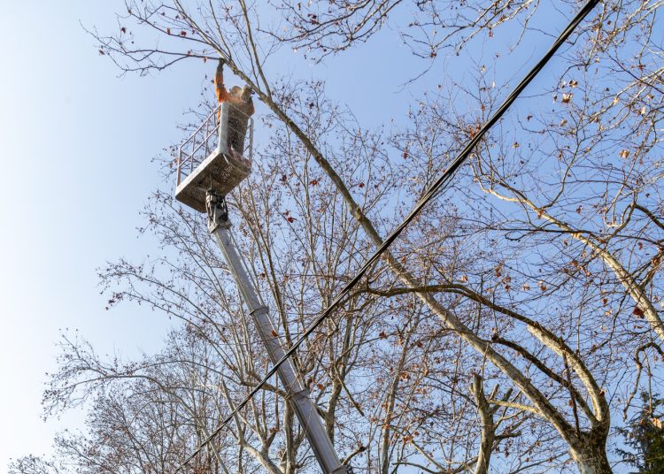 Megkezdték a deákvári platánfasor visszametszését – galéria és videó