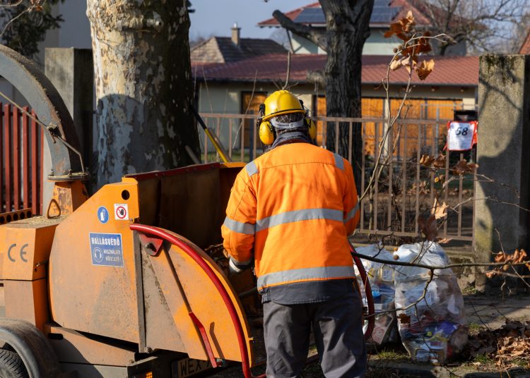 Megkezdték a deákvári platánfasor visszametszését – galéria és videó