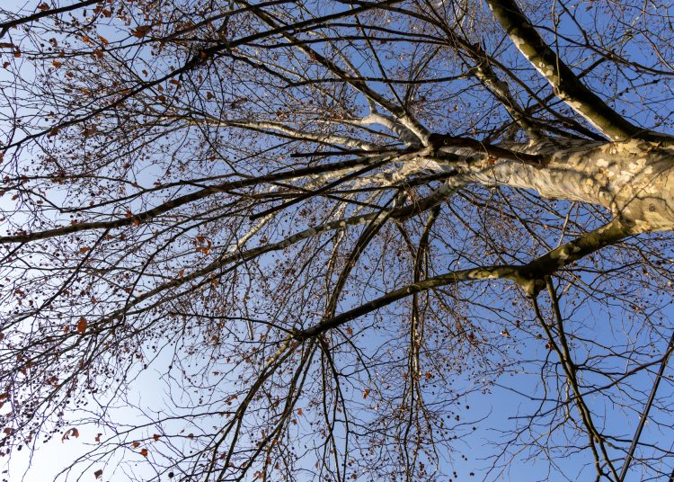 Megkezdték a deákvári platánfasor visszametszését – galéria és videó