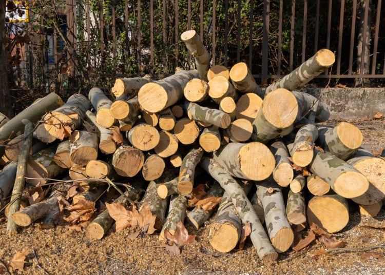 Megkezdték a deákvári platánfasor visszametszését – galéria és videó