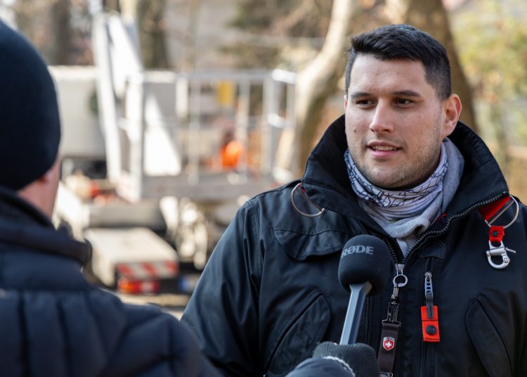 Megkezdték a deákvári platánfasor visszametszését – galéria és videó