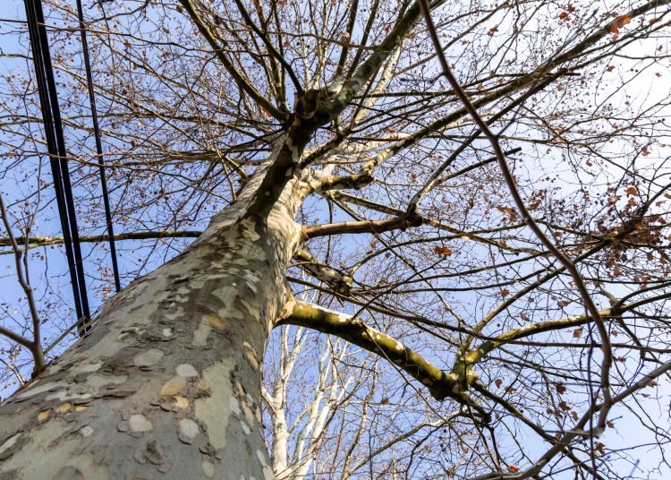 Megkezdték a deákvári platánfasor visszametszését – galéria és videó