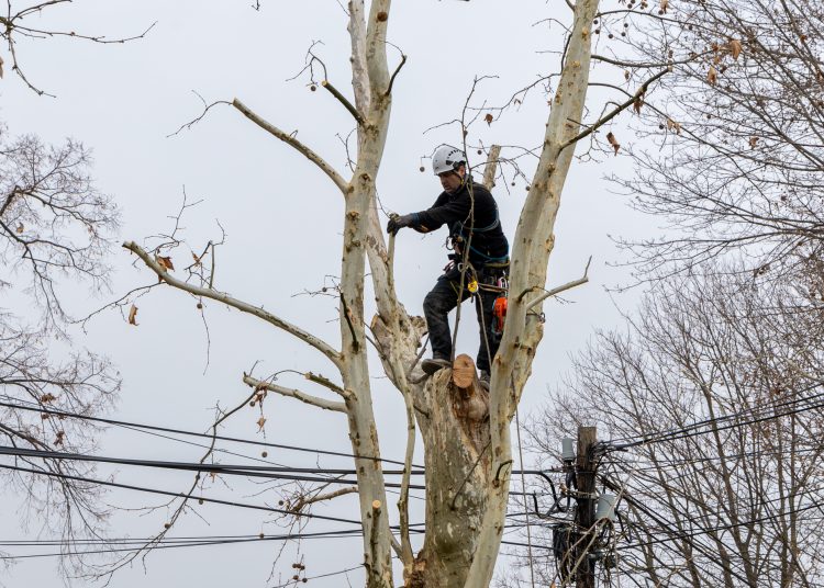 Alpintechnikával fiatalítják a deákvári platánokat – videó és képek