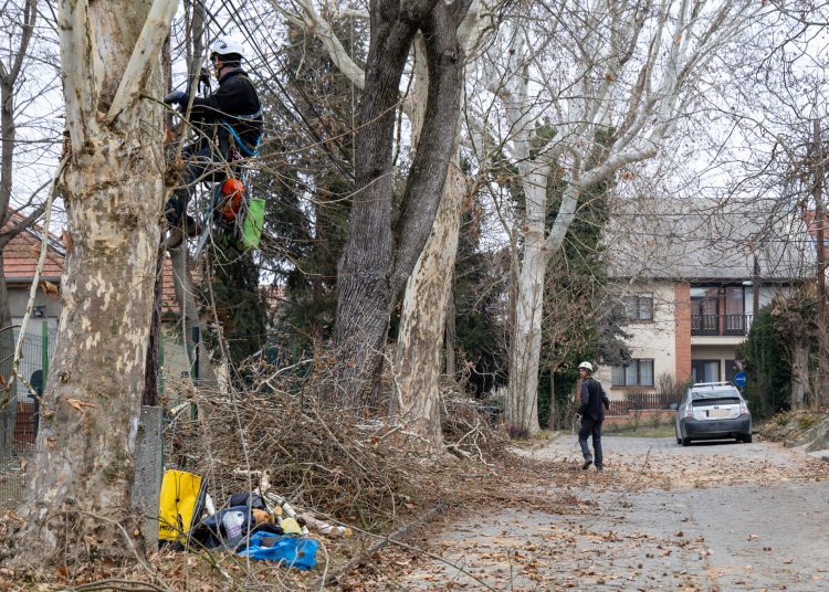 Alpintechnikával fiatalítják a deákvári platánokat – videó és képek