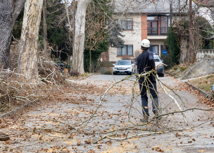 Alpintechnikával fiatalítják a deákvári platánokat – videó és képek
