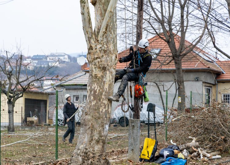 Alpintechnikával fiatalítják a deákvári platánokat – videó és képek