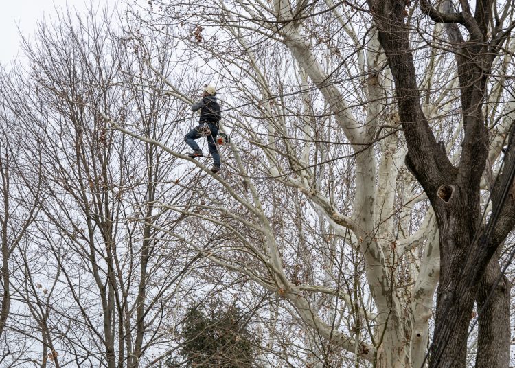 Alpintechnikával fiatalítják a deákvári platánokat – videó és képek