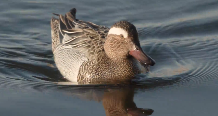 A böjti réce lett az év madara – videó