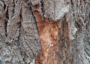 Dróthálókkal terelnék a Duna felé a váci hódokat a Gombás-pataktól