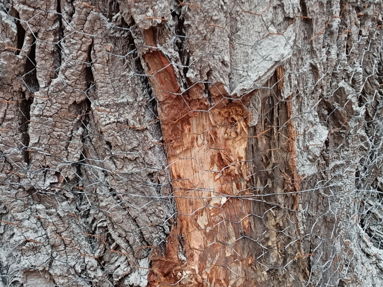 Dróthálókkal terelnék a Duna felé a váci hódokat a Gombás-pataktól
