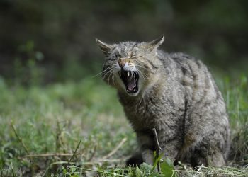 A vadmacskák párzási időszaka miatt fújtak riadót a szakemberek