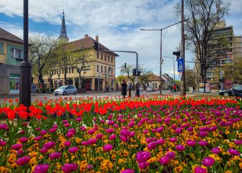Virágosításra hívja a váciakat az önkormányzat és a Városfejlesztő Kft