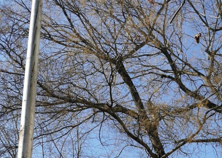 A Váci Városfejlesztő Kft. 2025.03.03. – 2025.03.09. között végzett munkái